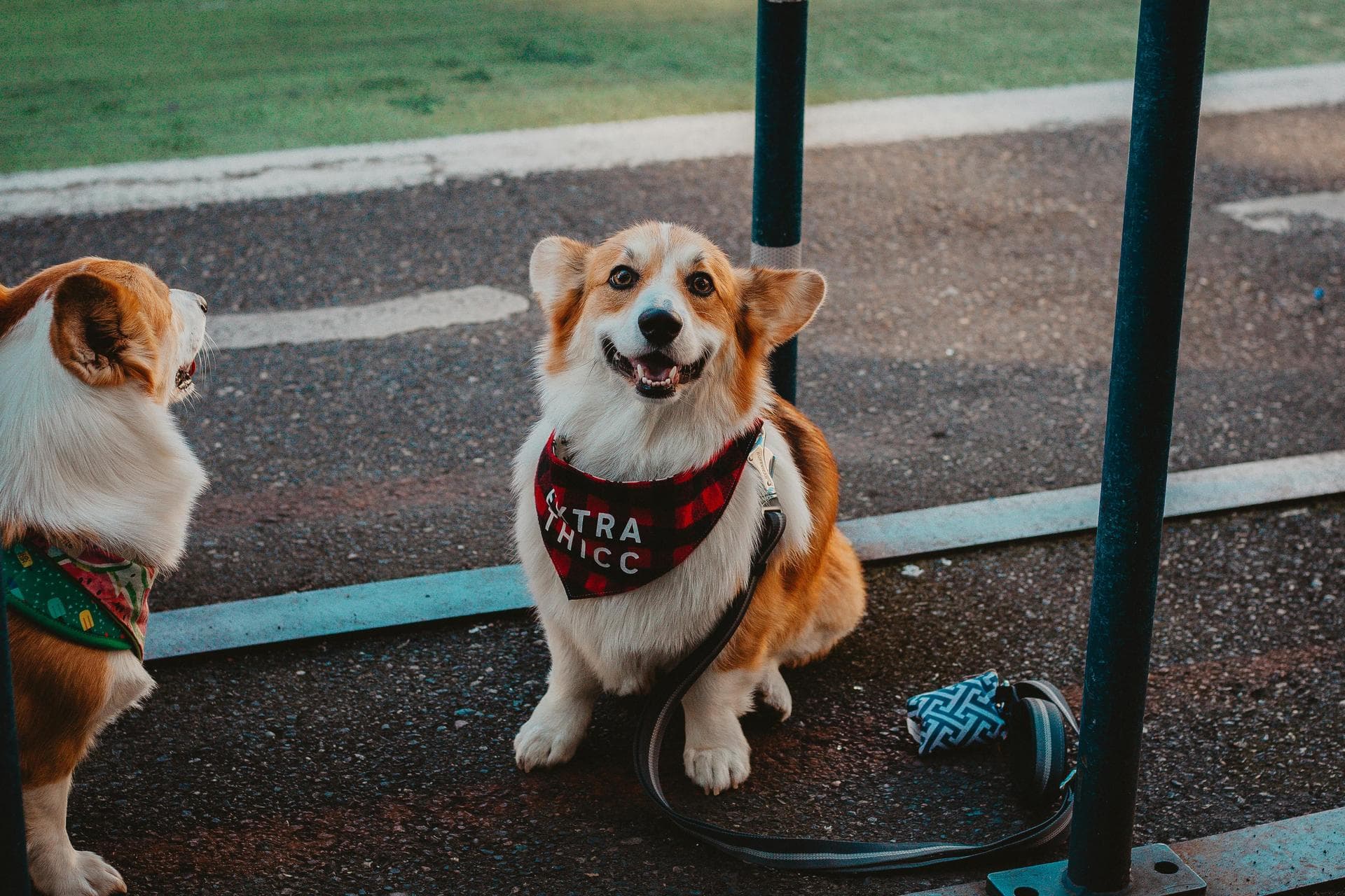 Dog Spay Castrate Neutering Prices in Bournemouth
