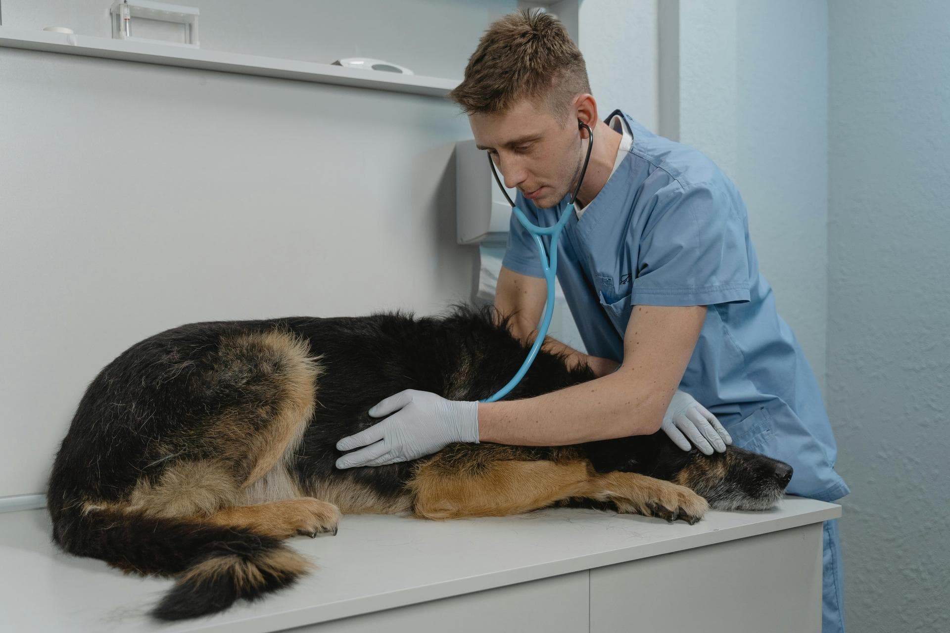 Rabbit Spay Castrate Neutering Prices in Bournemouth