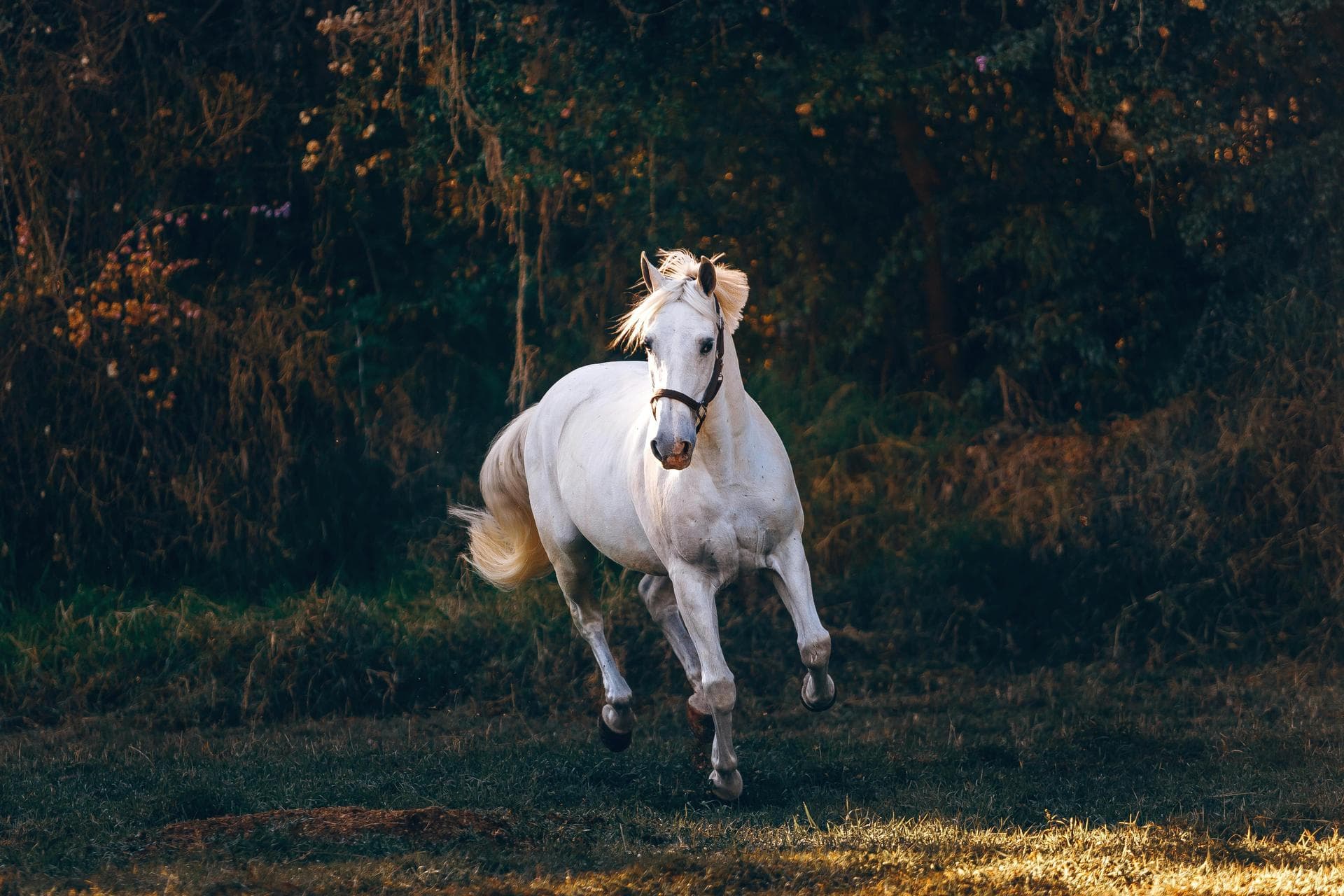 Specialist Vets in Bournemouth